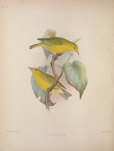Aves Hawaiienses : the Birds of the Sandwich Islands - Himatione parva (1890)