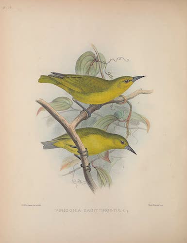 Aves Hawaiienses : the Birds of the Sandwich Islands - Viridonia sagittirostris (1890)