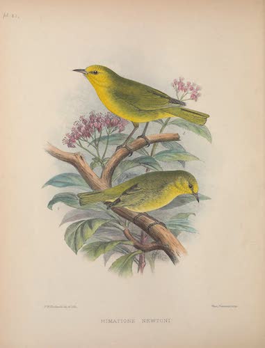 Aves Hawaiienses : the Birds of the Sandwich Islands - Himatione newtoni (1890)