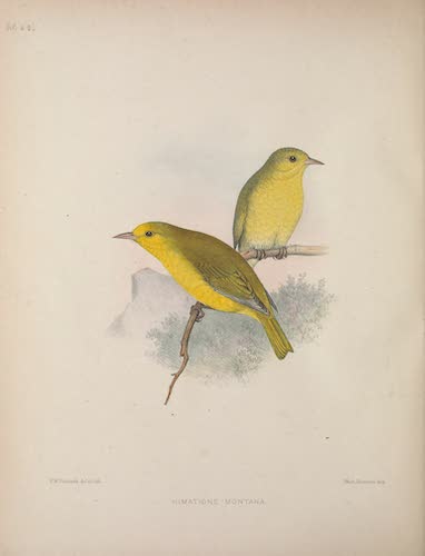 Aves Hawaiienses : the Birds of the Sandwich Islands - Himatione montana (1890)