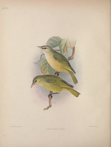 Aves Hawaiienses : the Birds of the Sandwich Islands - Himatione mana (1890)