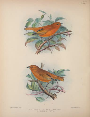 Aves Hawaiienses : the Birds of the Sandwich Islands - Loxops aurea and L. Rufa [I] (1890)