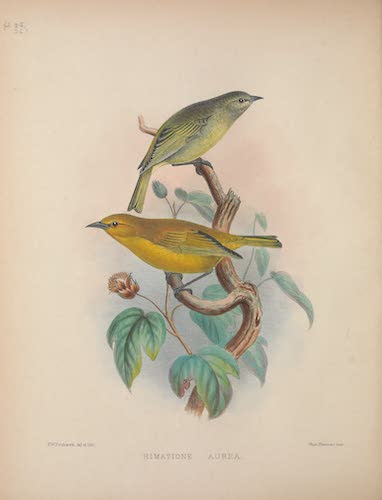Aves Hawaiienses : the Birds of the Sandwich Islands - Loxops aurea and L. Rufa [II] (1890)