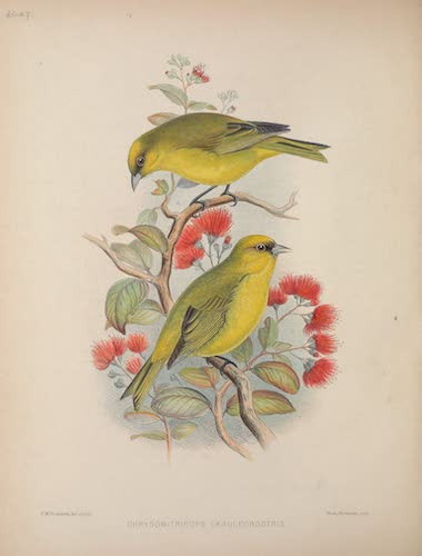 Aves Hawaiienses : the Birds of the Sandwich Islands - Chrysomitridops caeruleirostris (1890)
