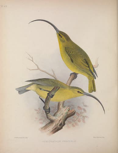 Aves Hawaiienses : the Birds of the Sandwich Islands - Hemignathus procerus (1890)