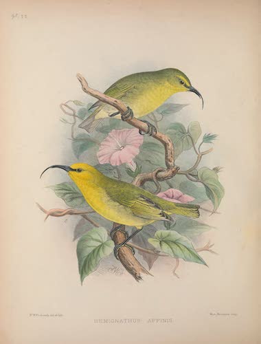 Aves Hawaiienses : the Birds of the Sandwich Islands - Hemignathus affinis (1890)