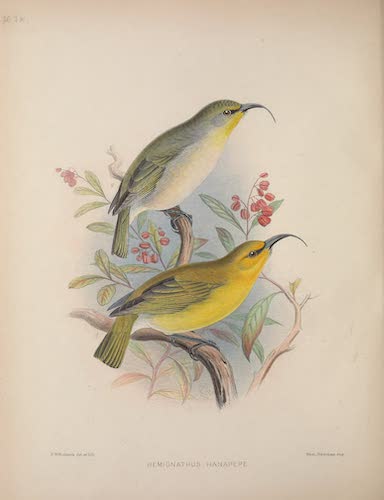 Aves Hawaiienses : the Birds of the Sandwich Islands - Hemignathus hanapepe (1890)