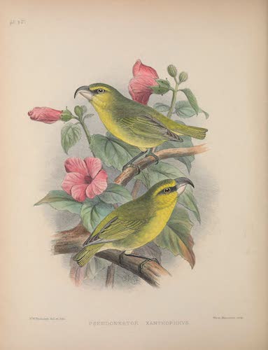 Aves Hawaiienses : the Birds of the Sandwich Islands - Pseduonestor xanthophrys (1890)