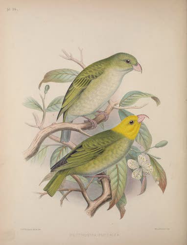 Aves Hawaiienses : the Birds of the Sandwich Islands - Psittacirostra psittacea (1890)