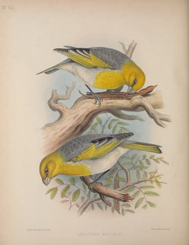 Aves Hawaiienses : the Birds of the Sandwich Islands - Loxioides bailleui (1890)