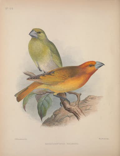 Aves Hawaiienses : the Birds of the Sandwich Islands - Rhodacanthis palmeri (1890)