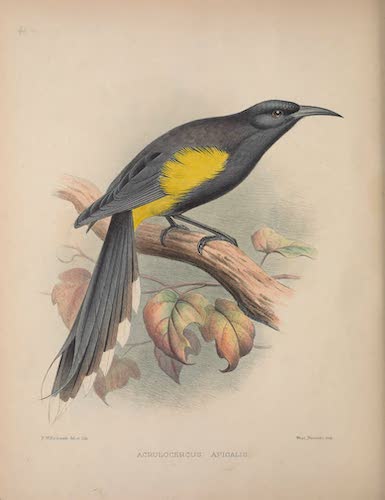 Aves Hawaiienses : the Birds of the Sandwich Islands - Acrulocercus apicalis (1890)