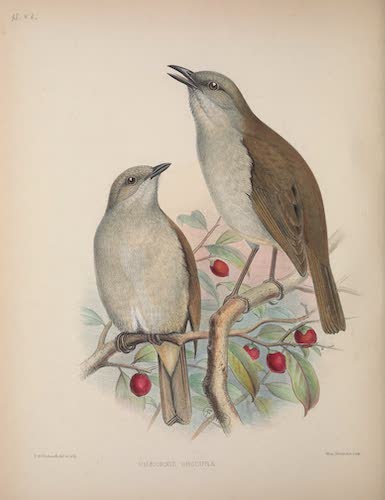Aves Hawaiienses : the Birds of the Sandwich Islands - Phaeornis obscura (1890)