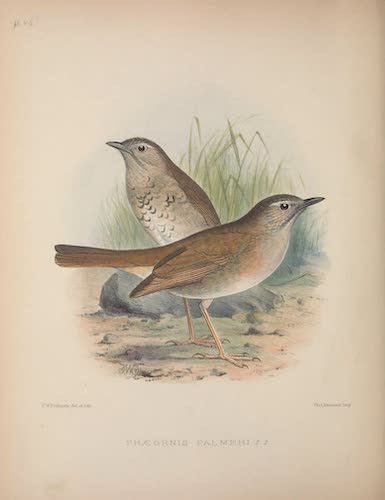Aves Hawaiienses : the Birds of the Sandwich Islands - Phaeornis palmeri (1890)