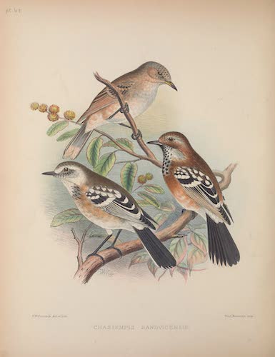 Aves Hawaiienses : the Birds of the Sandwich Islands - Chasiempis sandvicensis (1890)