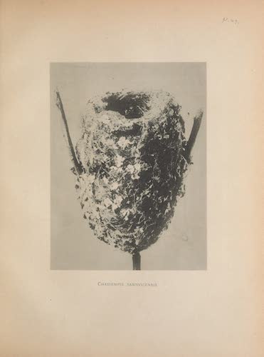 Aves Hawaiienses : the Birds of the Sandwich Islands - Nest of Chasiempis sandvicensis (1890)