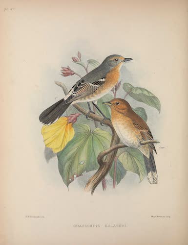 Aves Hawaiienses : the Birds of the Sandwich Islands - Chasiempis sclateri (1890)