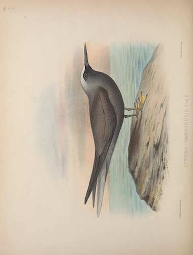 Aves Hawaiienses : the Birds of the Sandwich Islands - Anous hawaiiensis (1890)