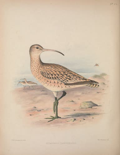 Numenius tahitiensis