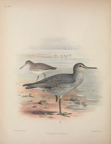 Aves Hawaiienses : the Birds of the Sandwich Islands - Totanus incanus (1890)