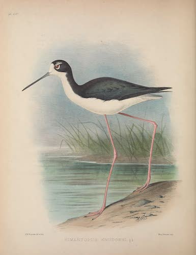 Aves Hawaiienses : the Birds of the Sandwich Islands - Himantopus knudseni (1890)
