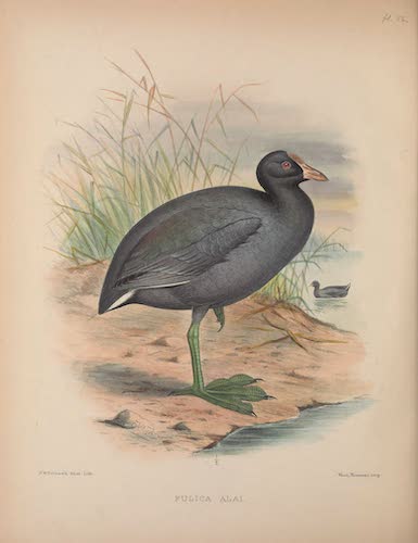 Aves Hawaiienses : the Birds of the Sandwich Islands - Fulica alai (1890)