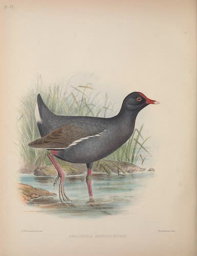 Aves Hawaiienses : the Birds of the Sandwich Islands - Gallnula sandvicensis (1890)