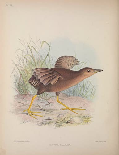 Aves Hawaiienses : the Birds of the Sandwich Islands - Pennula ecaudata (1890)