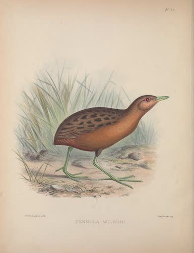 Pennula wilsoni