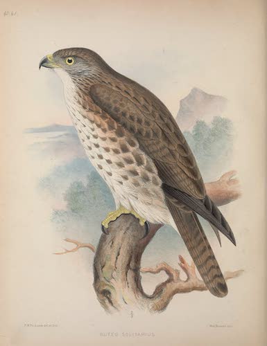 Aves Hawaiienses : the Birds of the Sandwich Islands - Buteo solitarius [I] (1890)