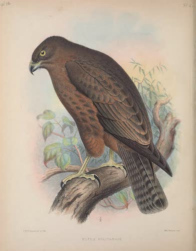 Aves Hawaiienses : the Birds of the Sandwich Islands - Buteo solitarius [II] (1890)