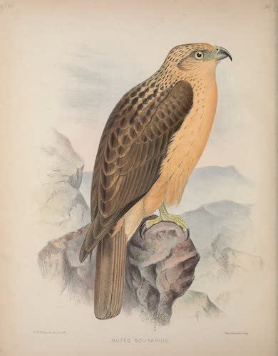 Aves Hawaiienses : the Birds of the Sandwich Islands - Buteo solitarius [III] (1890)