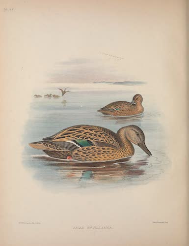 Aves Hawaiienses : the Birds of the Sandwich Islands - Anas wyvilliana (1890)