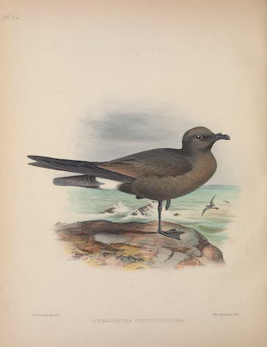 Aves Hawaiienses : the Birds of the Sandwich Islands - Oceanodroma cryptoleucura (1890)