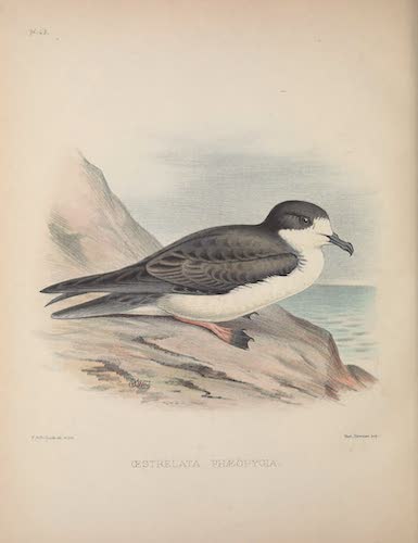 Aves Hawaiienses : the Birds of the Sandwich Islands - Oestrelata phaeopygia (1890)