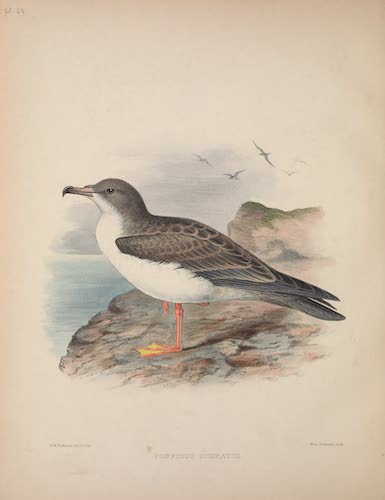 Aves Hawaiienses : the Birds of the Sandwich Islands - Puffinus cuneatus (1890)