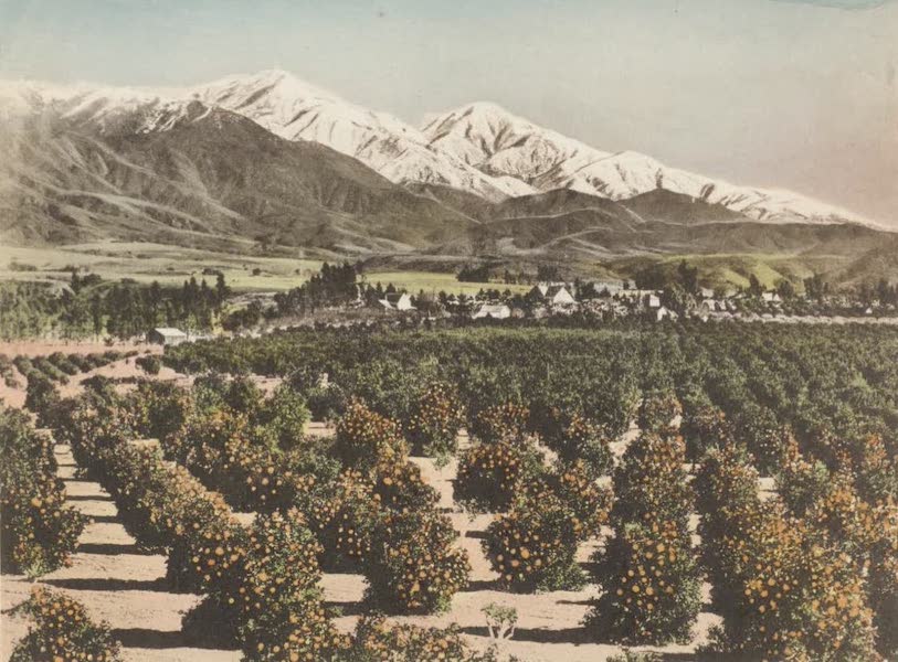 Beautiful Pasadena California - Orange Grove and Old Baldy (1920)