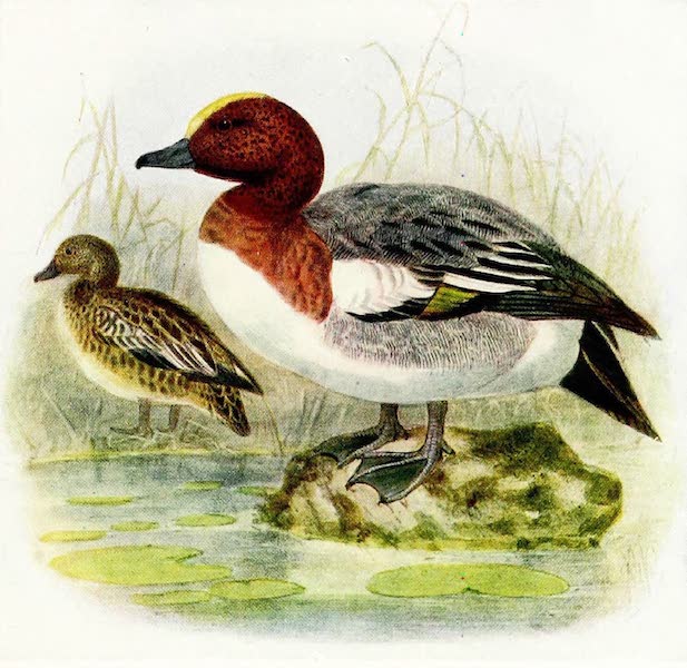 Birds of Britain - Wigeon (1907)