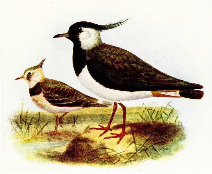 Birds of Britain - Lapwing (1907)