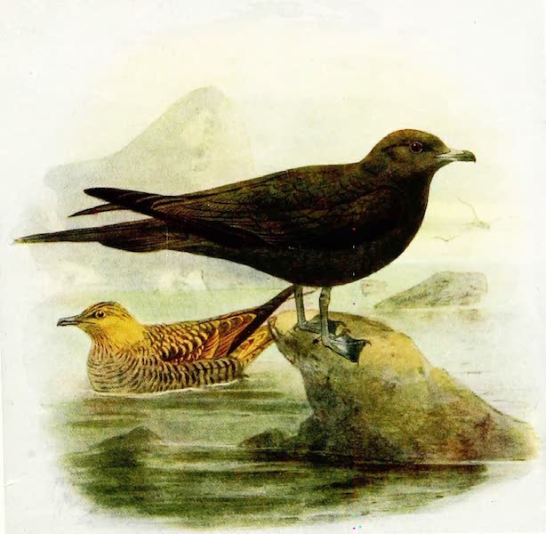 Birds of Britain - Bichardson's Skua (1907)