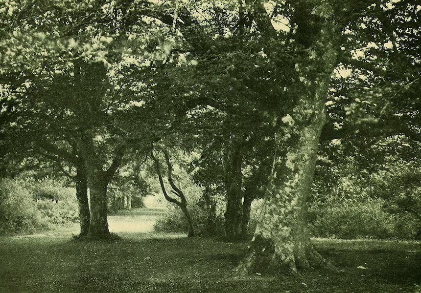 A Glade in New Forest