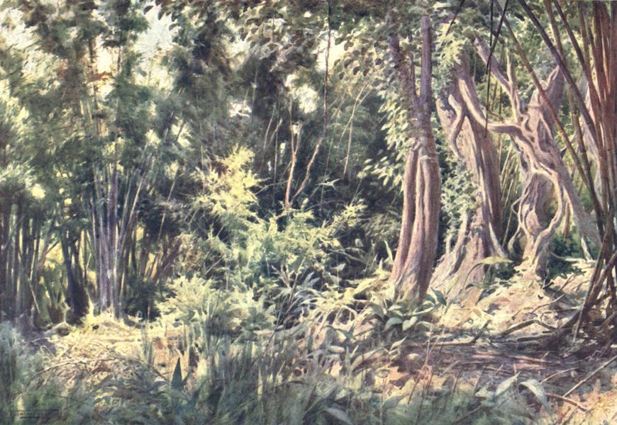 Burma, Painted and Described - Jungle at Delanchoon (1905)