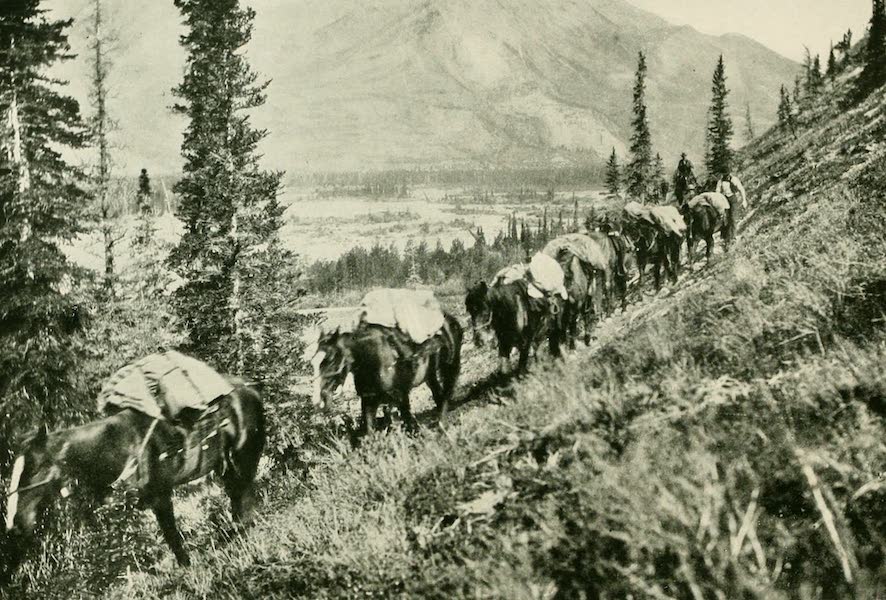 A pathfinder's pack train