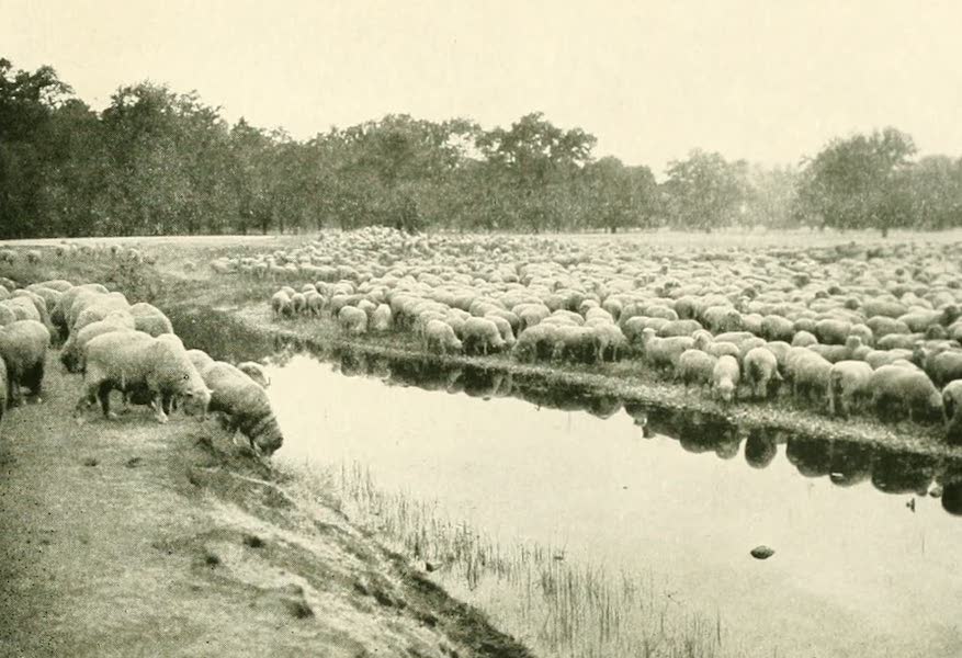 A sheep ranch in Tehama County