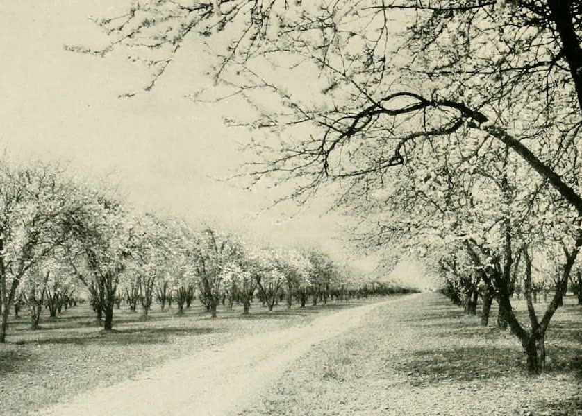 A prune orchard in blossom