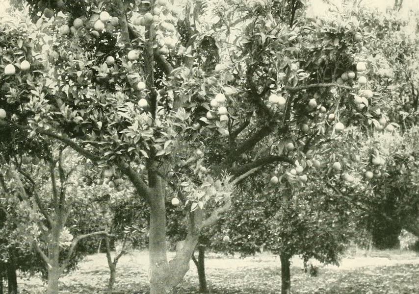 California the Wonderful - Orange trees at Riverside (1914)