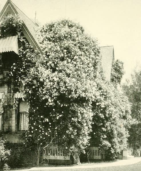 A Gold of Ophir rose bush