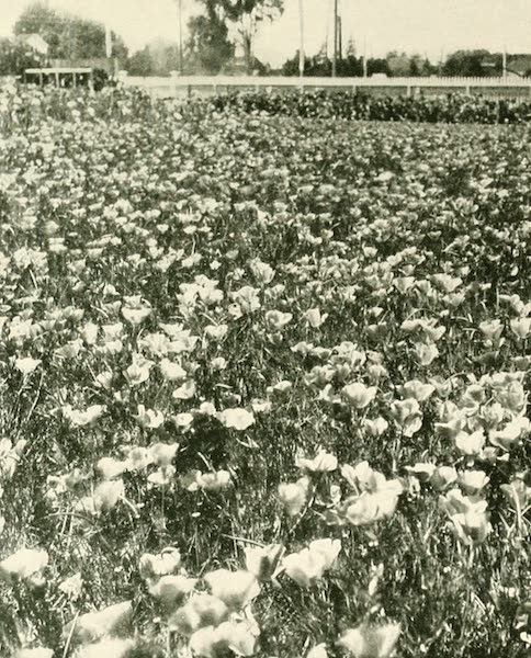 A field of California poppies