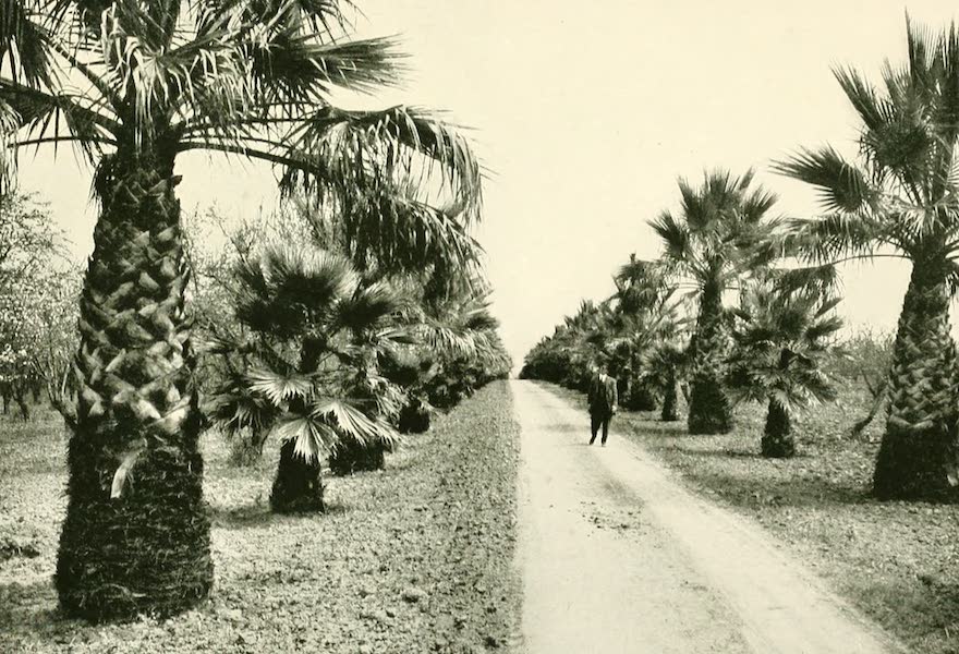 A palm drive in the Santa Clara Valley