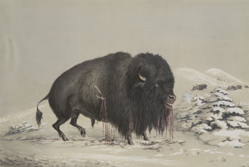 Catlin's Indian Portfolio - Wounded Buffalo Bull (1844)